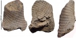 Lepidophloios laricinus Sternb.