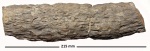 Stigmaria ficoides Sternberg,1826
