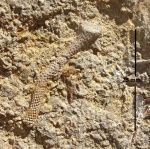 Ascopora sp.