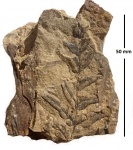 Neuropteris heterophylla Brongn.