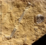 Crinoidea