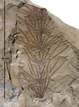 Asterophyllites equisetiformis (Schlotheim) Brongn.