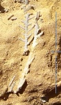 Pinnatopora sp.