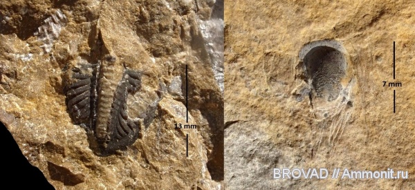 Trilobita, Arthropoda, polymera