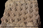 Lepidodendron dichotomum Sternb.
