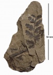 Mariopteris latifolia (Brongn.) Zeiller