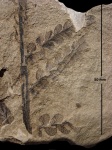 Odontopteris robusta Zales.
