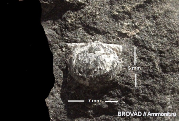 brachiopoda, Productus, Articulata