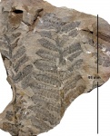 Asterotheca Miltonii (Artis) Zeill.