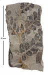 Neuropteris sp.