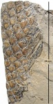 Lepidophloios laricinus Sternberg, 1826