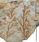 Palmatopteris furcata (Brongn.) Pot.