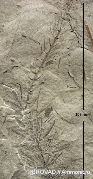 Sphenopsida, cormophyta, equisetales, Asterophyllites equisetiformis