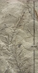 Asterophyllites equisetiformis (Schlotheim) Brongn.