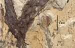 Cardiocarpus Boulai Zeill.