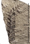 Neuropteris tenuifolia Schloth.