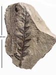 Mariopteris nervosa (Brongn.) Zeill.