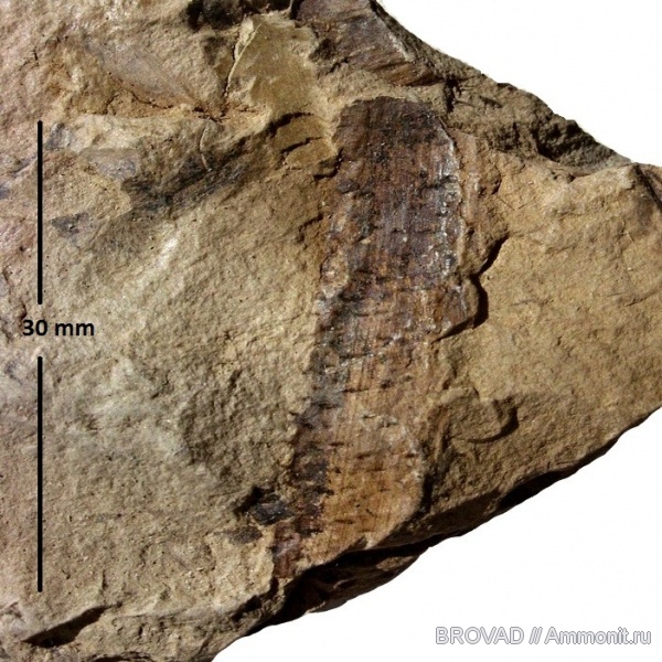 Mariopteris, Pteridospermae, Gymnospermae, cormophyta