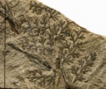 Palmatopteris furcata (Brongn.) Pot