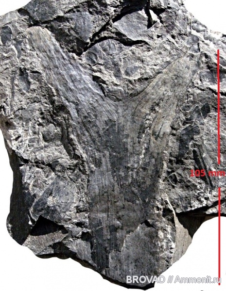 Pteridospermae, Gymnospermae, cormophyta