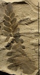 Neuropteris heterophylla Brong. + Neuropteris gigantea f. lingua Bertrand