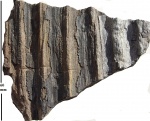 Sigillaria (Eusigillaria) sp. (ex gr. Rhytidolepis)