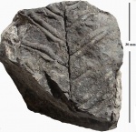 Alethopteris decurrens (Artis) Zeill.