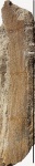 Calamites Cistii Brongniart,1828