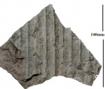 Sigillaria (Eusigillaria) sp. (ex gr. Rhytidolepis)