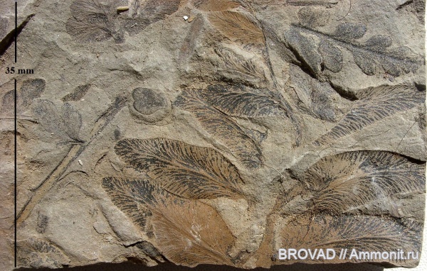 Pteridospermae, Gymnospermae, cormophyta, Odontopteris aiutensis