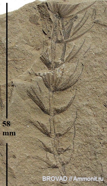 Sphenopsida, cormophyta, equisetales, Asterophyllites equisetiformis