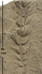 Asterophyllites equisetiformis (Schlotheim) Brongn.