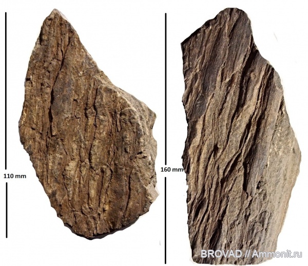 cormophyta, cordaitales, coniferophyta