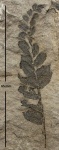Neuropteris obliqua Brongn.