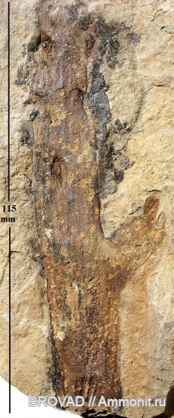 Cordaicladus, cormophyta, cordaitales, coniferophyta