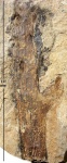 Cordaicladus