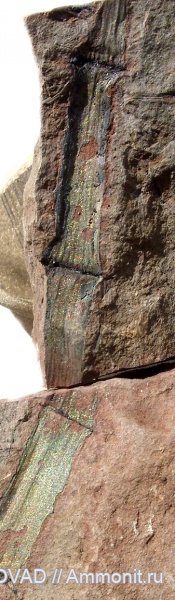 Sphenopsida, cormophyta, equisetales