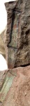 Calamites sp.
