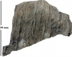 Sigillaria (Eusigillaria) Davreuxii Brongn.