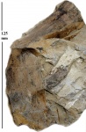 Calamites Cistii Brongniart,1828