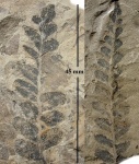 Neuropteris obliqua Brongn.