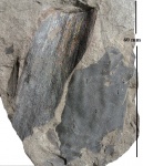 Cordaitales + Bothrodendron minutifolium (Boulay) Zeill.