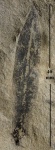 Lepidostrobophyllum lanceolatum (L. et H.) Hirt