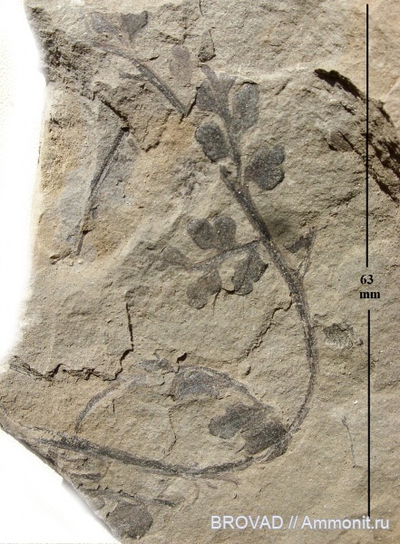 Pteridospermae, Gymnospermae, cormophyta, Eusphenopteris fastosa