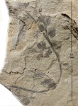 Eusphenopteris fastosa (Zales.)