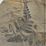 Asterotheca Miltonii (Artis) Zeill.