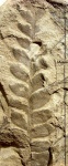 Neuropteris obliqua Brongn.