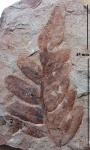 Neuropteris tenuifolia (Schloth.) Brongn.