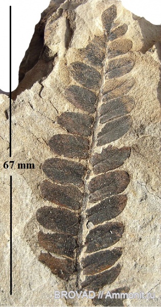 Neuropteris tenuifolia, Pteridospermae, Gymnospermae, cormophyta