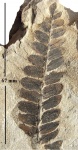 Neuropteris tenuifolia (Schloth.) Brongn.